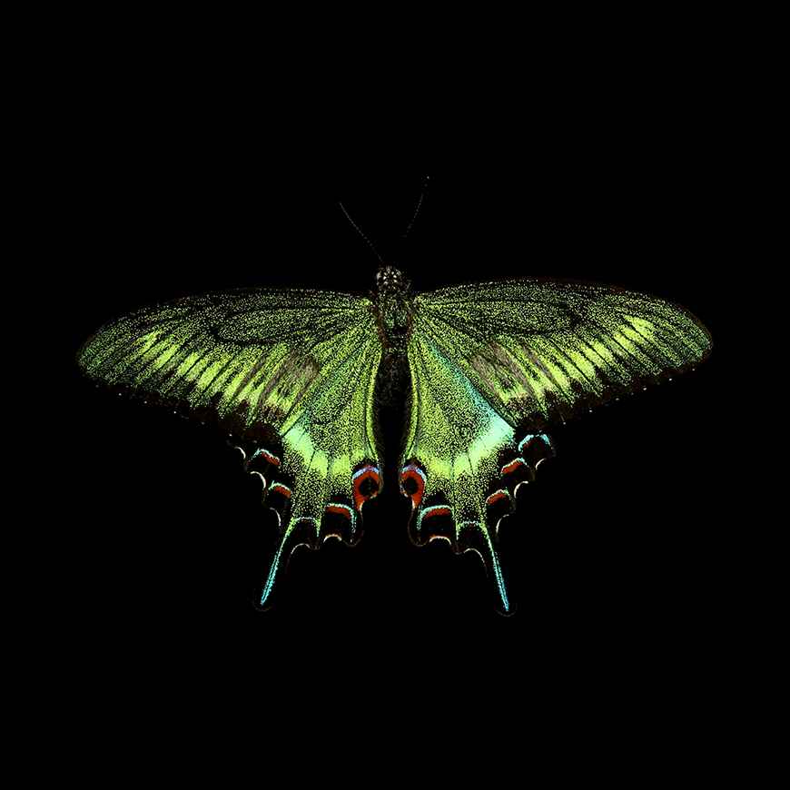 ミヤマカラスアゲハのVR動画
